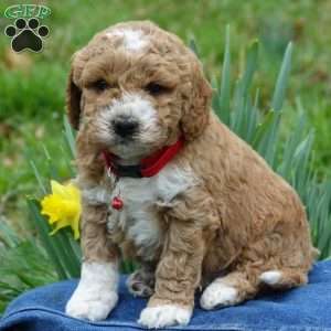 Asher, Mini Labradoodle Puppy